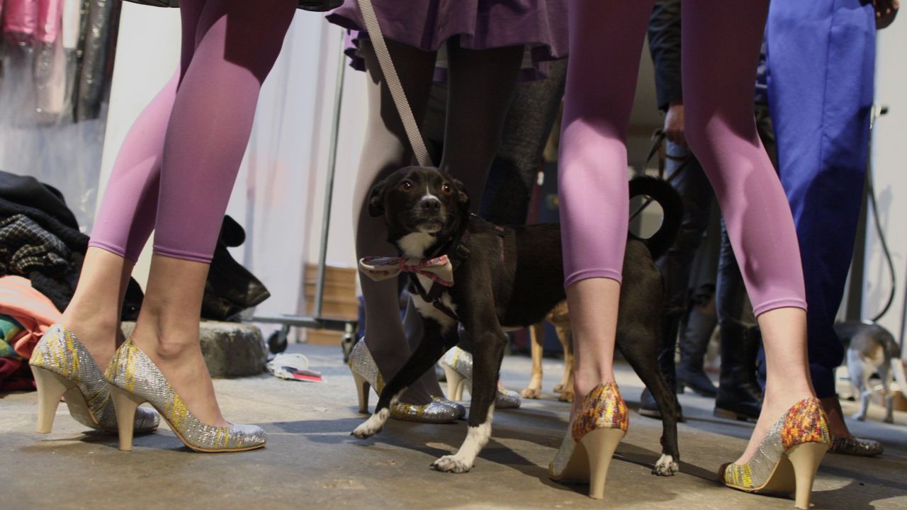 Dogs featured in Wednesday's show wore knit bows or organic coats.