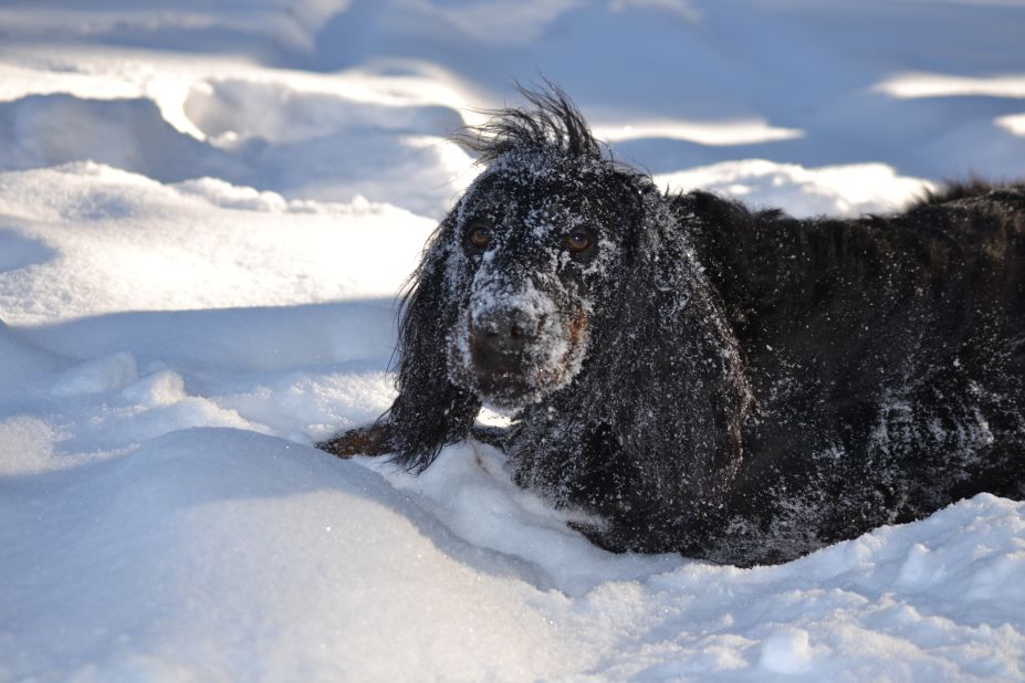Pete, a 9-year-old Gordon setter, "loves to burrow and roll around" in the Eveleth, Minnesota, snow, said Christine Nelson. "It looks like he's making snow angels!" Nelson captured this shot of <a href="http://ireport.cnn.com/docs/DOC-920929">snowy Pete</a> on February 5.
