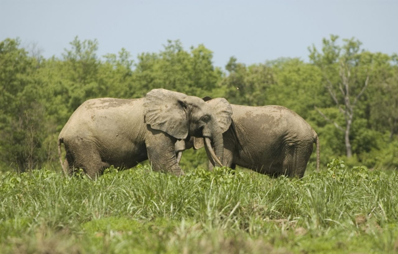 Mole National Park in the northeast is Ghana's largest wildlife refuge, home to over 93 species of mammal.