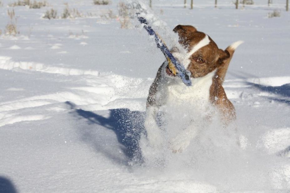 Three-year-old Dixie dives for a Frisbee in the Victor, Idaho, snow. "Dixie loves all kinds of water, whether it be frozen in the form of snow, flowing down a river, or in a lake," said Tyler Johnson, who captured this image January 20. "We had to get a Frisbee that would not <a href="http://ireport.cnn.com/docs/DOC-921655">sink in the snow</a>; there are currently two missing and buried in the snow somewhere in the yard."      
