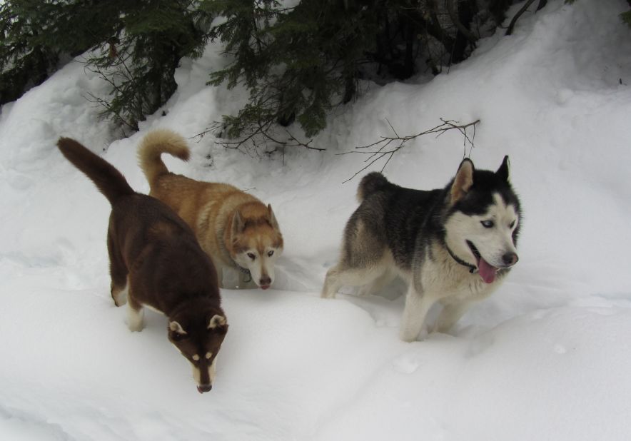 Huskies Gus, Socia and Mic <a href="http://ireport.cnn.com/docs/DOC-921766">trek through the snow</a> in Mullan, Idaho, on February 2. "They love the snow and are bred for pulling sleds, although we don't do that," said Jeff Bergstrom. 