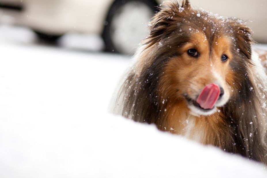 Despite his sunny name, Solar the Shetland sheepdog loves snow. "He rubs his face in it and <a href="http://ireport.cnn.com/docs/DOC-921752">rolls around</a> whenever he has the chance," said Shenglong Gao. Her father shot this photo of Solar in Halifax, Nova Scotia, in January.