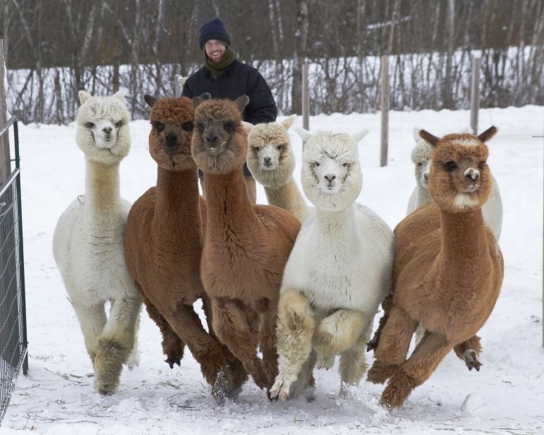 These alpacas in Unity, Maine, love the snow! "They can get quite excited in new snow and...<a href="http://ireport.cnn.com/docs/DOC-921927">race as a herd</a> about the pasture," said Pamela Wells, who shot this photo December 30. "The yearlings, in particular, like to run close together, and engage in a behavior called pronking; jumping up off the ground to show happiness." Wells says the alpacas' fleecy fur is even warmer than wool.