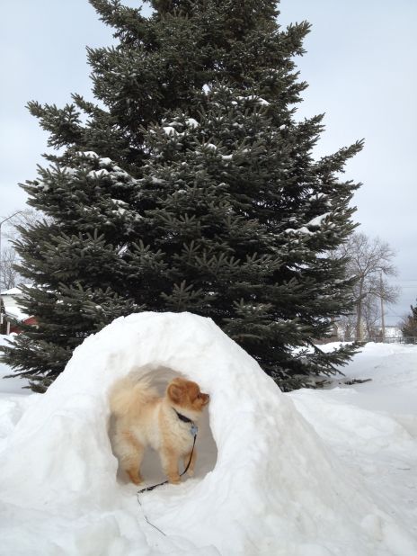 Bentley, a Pomeranian puppy, explores his Hibbing, Minnesota, igloo on February 7. Funda Ray, who built the igloo for him, says Bentley loved exploring it -- <a href="http://ireport.cnn.com/docs/DOC-921950">and eating it</a>!