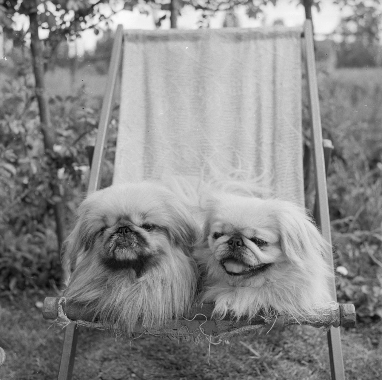 Originally bred in China as far back as 800 AD, the <a href="http://www.westminsterkennelclub.org/breedinformation/toy/pekese.html" target="_blank" target="_blank">Pekingese</a> dog has long been a companion of royalty. They earned the moniker "Sleeve Dog" because they were often carried in the sleeves of Chinese courtiers' robes.