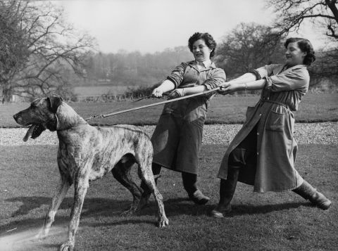 Far from an awkward Marmaduke, the <a href="http://www.westminsterkennelclub.org/breedinformation/working/grdane.html" target="_blank" target="_blank">Great Dane</a> breed was developed in Germany to hunt wild boar. In fact, this dog was called the "Boar Hound" when introduced to America in the late 1800s.
