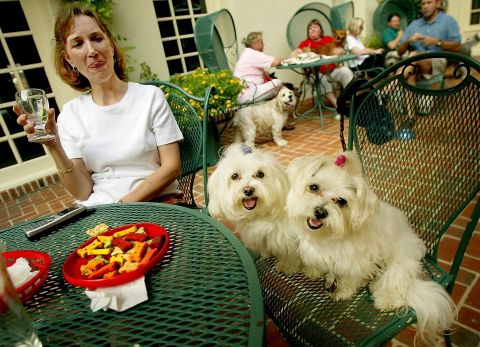 In ancient Malta, some believed the <a href="http://www.westminsterkennelclub.org/breedinformation/toy/maltese.html" target="_blank" target="_blank">Maltese</a> dog had healing abilities. They were often brought to the bedsides of the ill in hopes of a speedy recovery.