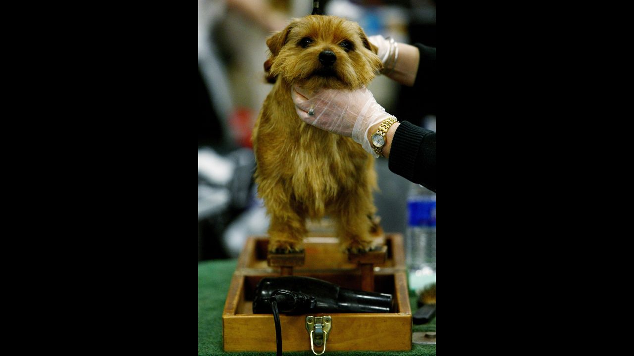 The <a href="http://www.westminsterkennelclub.org/breedinformation/terrier/norfolk.html" target="_blank" target="_blank">Norfolk Terrier</a> was bred specifically for Cambridge University students in the 1800s and 1900s, as they had a great need to rid their dorms of rats.