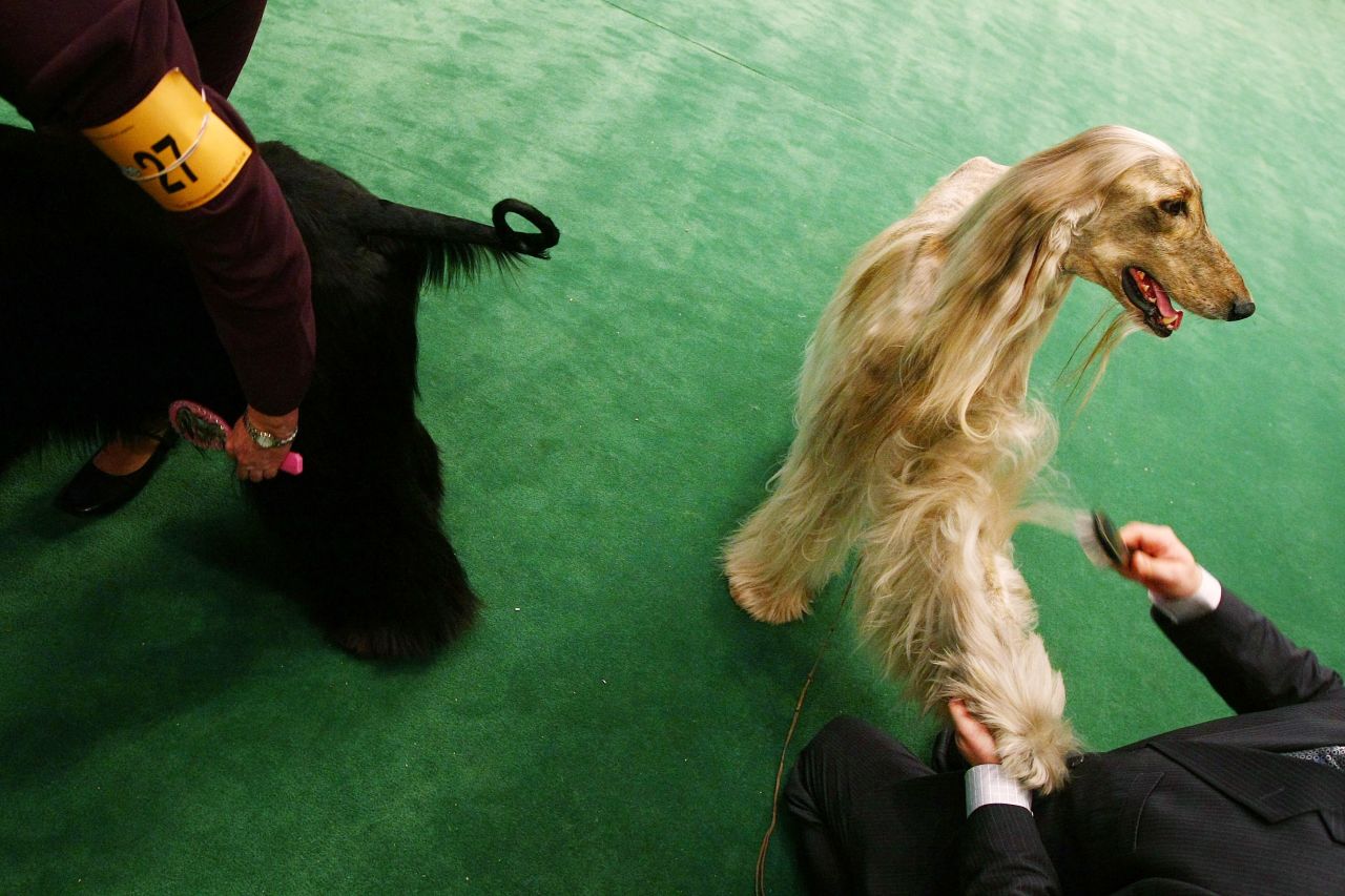 A favorite of Afghan royalty for centuries, the <a href="http://www.westminsterkennelclub.org/breedinformation/hound/afghanhd.html" target="_blank" target="_blank">Afghan Hound</a> was bred to hunt gazelle, snow leopards and hare.