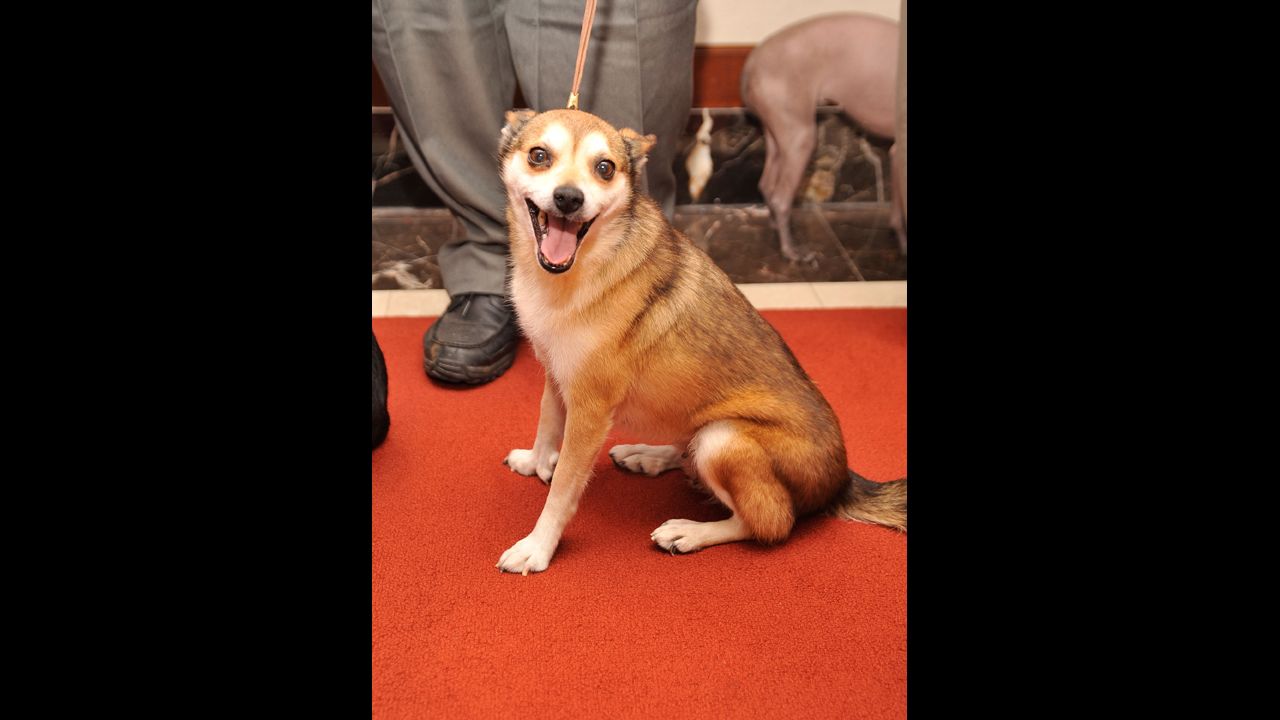The centuries-old <a href="http://www.westminsterkennelclub.org/breedinformation/non-sporting/norlundehund.html" target="_blank" target="_blank">Norwegian Lundehund</a> breed from arctic Norway has six toes on each foot, in order to climb rocky cliffs so it can hunt puffins.