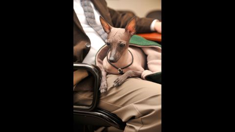 It's far easier to call this breed the "Mexican Hairless," but the <a href="http://www.westminsterkennelclub.org/breedinformation/non-sporting/xoloitzcuintli.html" target="_blank" target="_blank">Xoloitzcuintli</a> (Show-low-itz-quint-lee) was prized by Aztecs as the guard dogs of the dead. They can still be found in Mexican jungles.