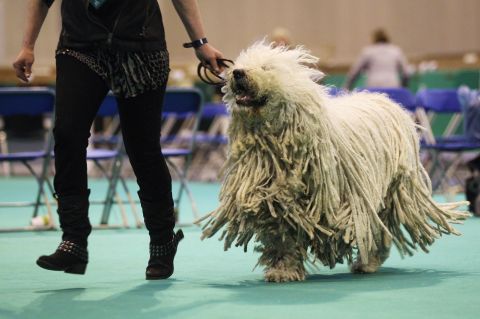 The <a href="http://www.westminsterkennelclub.org/breedinformation/working/komdor.html" target="_blank" target="_blank">Hungarian Komondor</a> has long been used to guard livestock. That's because this dog can do so instinctively with no training.