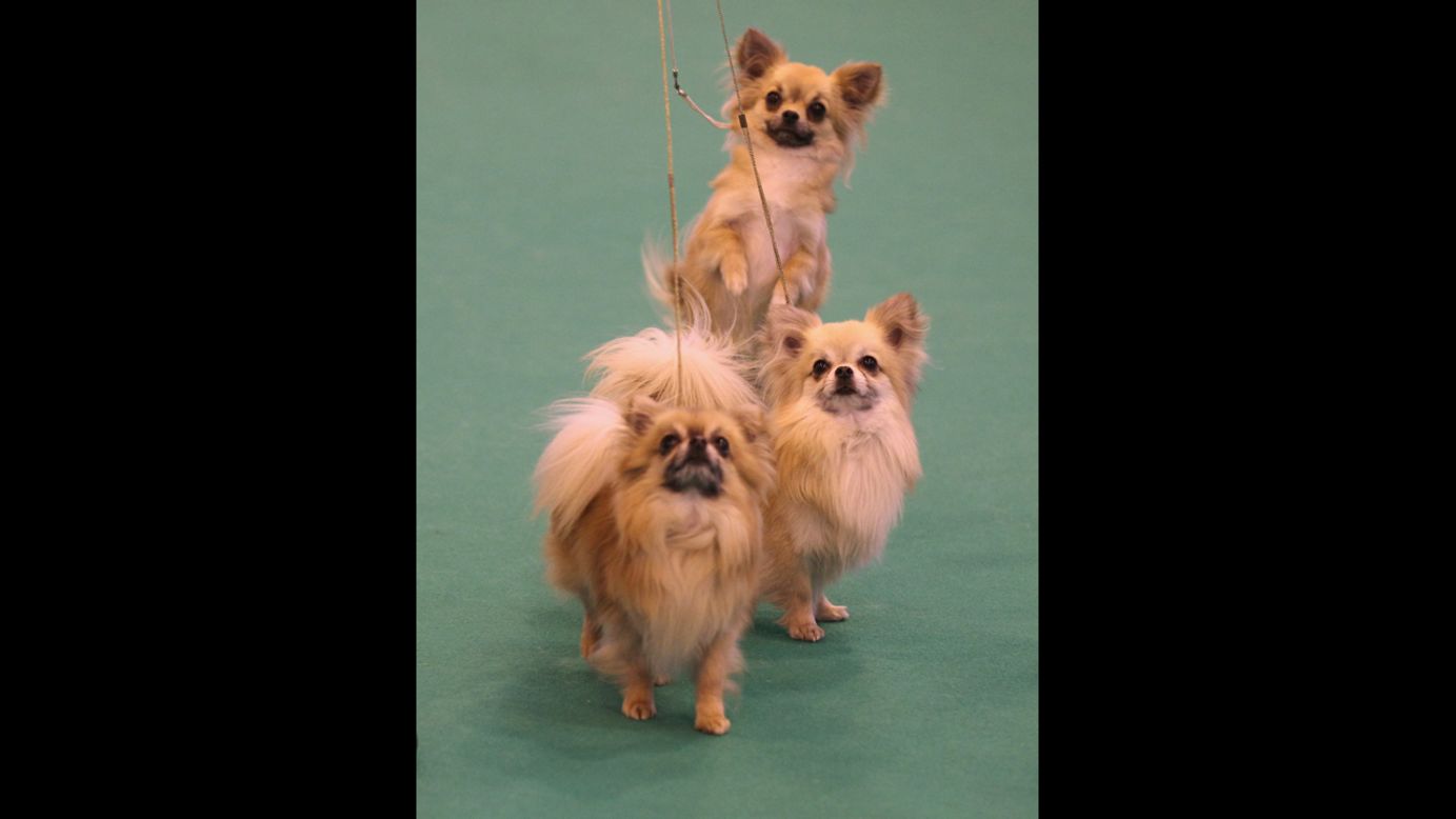 These tiny dogs with mysterious origins (people speculate <a href="http://www.westminsterkennelclub.org/breedinformation/toy/chihua.html" target="_blank" target="_blank">Chihuahuas</a> were developed by Aztecs, ancient Egyptians, the Sudanese or perhaps in Malta) have been used for religious sacrifice, eaten by conquistadors and used to guide their dead owners' souls to the hereafter.
