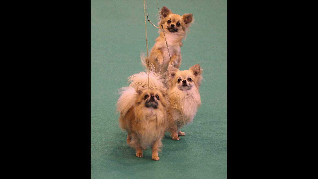 These tiny dogs with mysterious origins (people speculate <a href="http://www.westminsterkennelclub.org/breedinformation/toy/chihua.html" target="_blank" target="_blank">Chihuahuas</a> were developed by Aztecs, ancient Egyptians, the Sudanese or perhaps in Malta) have been used for religious sacrifice, eaten by conquistadors and used to guide their dead owners' souls to the hereafter.