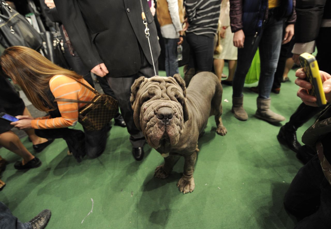 Known as an ancient companion of Roman warriors, the <a href="http://www.westminsterkennelclub.org/breedinformation/working/neamastif.html" target="_blank" target="_blank">Neapolitan Mastiff</a> is a guard dog with a twist: Italian owners bred this dog to startle, amaze and astonish onlookers.