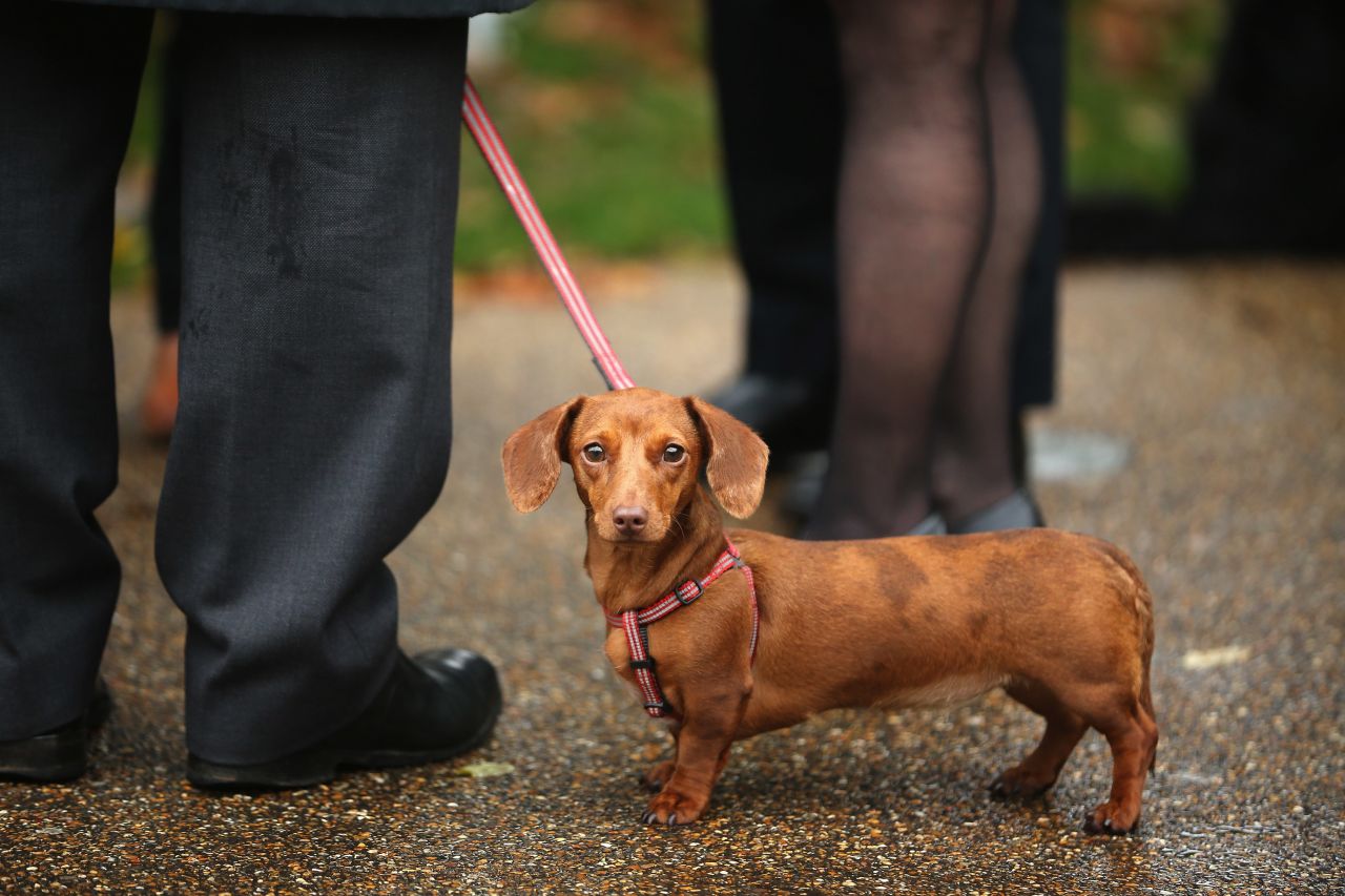 These small, portable and delicate-looking dogs were developed to hunt badgers and other animals that live burrowed underground. In fact, <a href="http://www.westminsterkennelclub.org/breedinformation/hound/dachsmooth.html" target="_blank" target="_blank">Dachshunds</a> have strong chest muscles, intended for digging up dens.