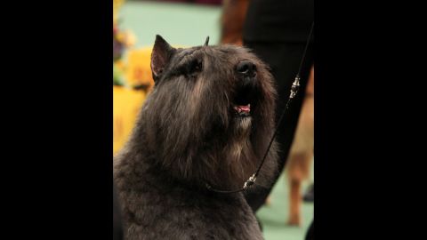 The <a href="http://www.westminsterkennelclub.org/breedinformation/herding/bouvdfla.html" target="_blank" target="_blank">Bouvier Des Flandres</a>, from the farms of Northern France and Belgium, is traditionally used for herding, pulling milk carts and police work. These dogs often weigh around 100 lbs.