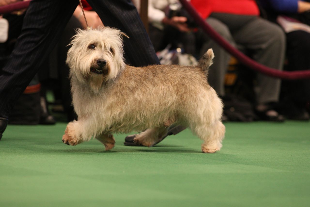 Named for an Irish valley, the <a href="http://www.westminsterkennelclub.org/breedinformation/terrier/glenofit.html" target="_blank" target="_blank">Glen of Imaal Terrier</a> is a vermin-hunting dog that was bred with a unique talent: This dog functioned as a cog in elaborate turnspits by pawing a large wheel that turns a spit over a fire. Well done!