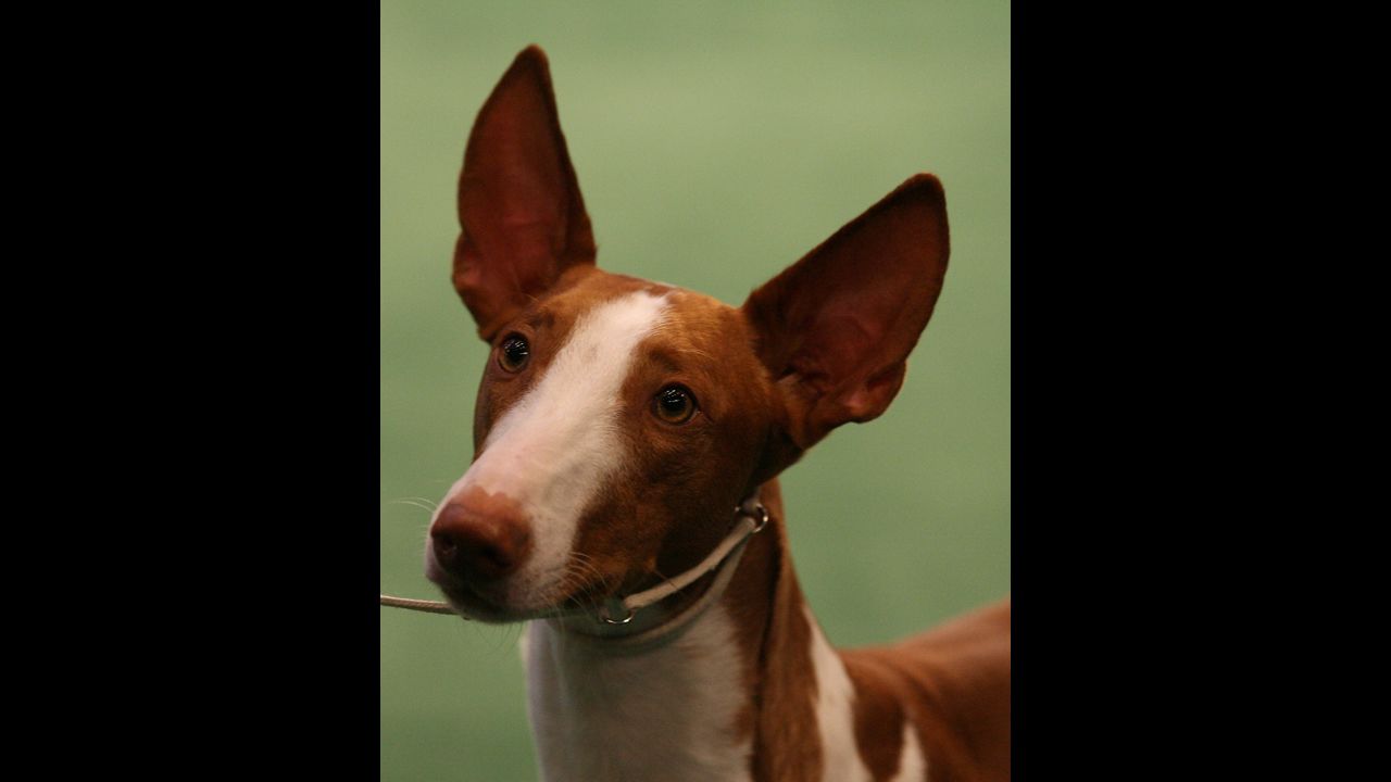 Although named for the island of Ibiza, the <a href="http://www.westminsterkennelclub.org/breedinformation/hound/ibizan.html" target="_blank" target="_blank">Ibizan Hound</a> was known as a hunting dog in ancient Egypt. They are distinguished by jumping like deer as they chase their prey.