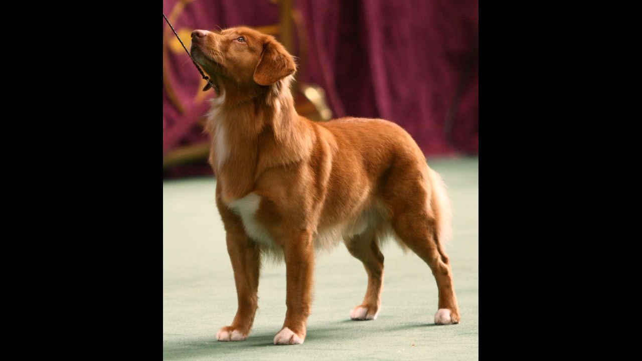 The <a href="http://www.westminsterkennelclub.org/breedinformation/sporting/novascotiaduck.html" target="_blank" target="_blank">Canadian Nova Scotia Duck Tolling</a>, a retriever, was bred to play so beguilingly along a shoreline, as its owner threw a stick or ball, that ducks would leave their hiding places in curiosity. This dog lures ducks in for the hunt.