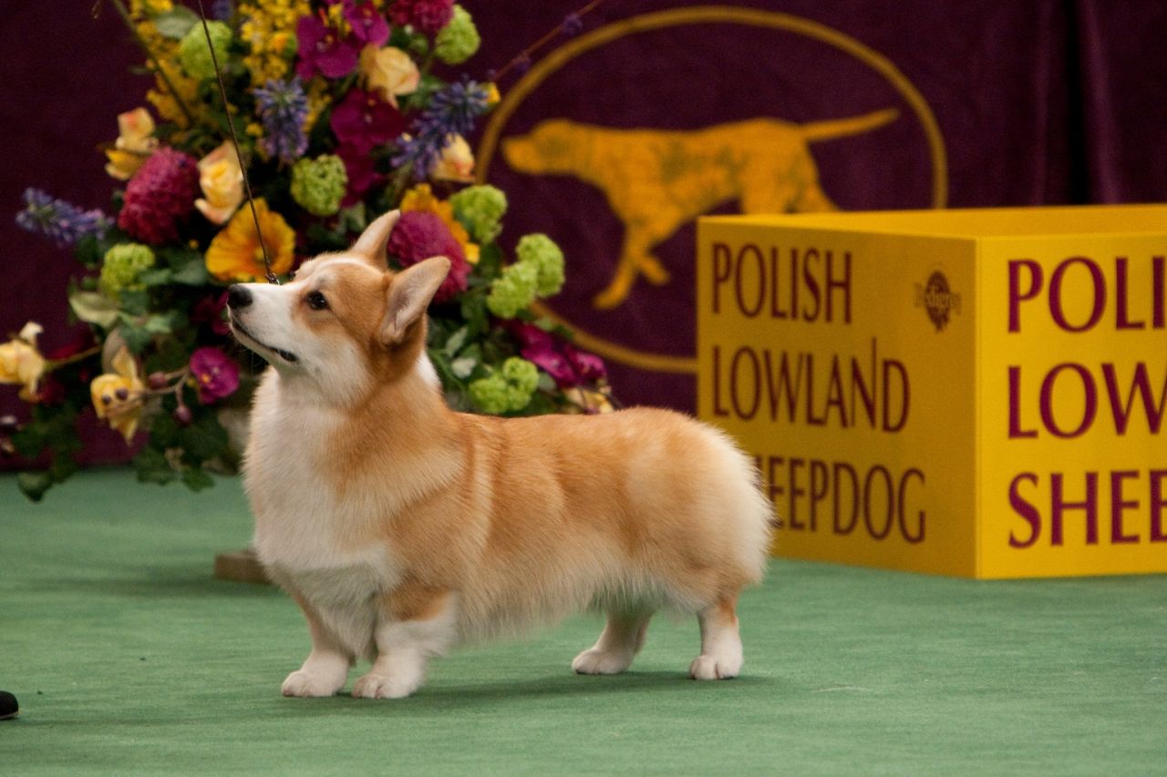 Many dog breeds recognized by the Westminster Kennel Club are named for the work they were bred to do, such as pointers, retrievers and shepherds. But some dog breeds are not as obvious. <a href="http://www.westminsterkennelclub.org/breedinformation/herding/pembrok.html" target="_blank" target="_blank">Pembroke Welsh Corgis</a>, for example, are well-known as the foxy, playful pet of Queen Elizabeth. No taller than 2 feet, this dog was originally bred to herd and drive cattle.