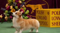 Many dog breeds recognized by the Westminster Kennel Club are named for the work they were bred to do, such as pointers, retrievers and shepherds. But some dog breeds are not as obvious. Pembroke Welsh Corgis, for example, are well-known as the foxy, playful pet of Queen Elizabeth. No taller than 2 feet, this dog was originally bred to herd and drive cattle.