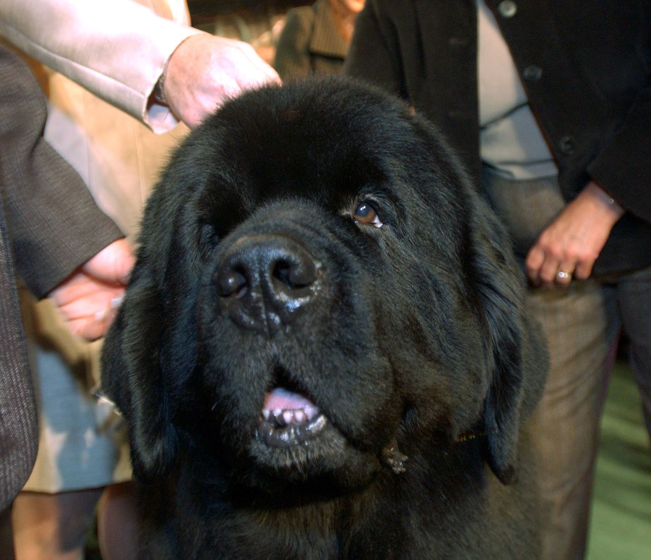 The <a href="http://www.westminsterkennelclub.org/breedinformation/working/newfdld.html" target="_blank" target="_blank">Newfoundland</a> dog, named for the land where the breed originated, was traditionally used as a working farm dog. Another talent encouraged by the Newfoundland's owners was pulling in fisherman's nets.