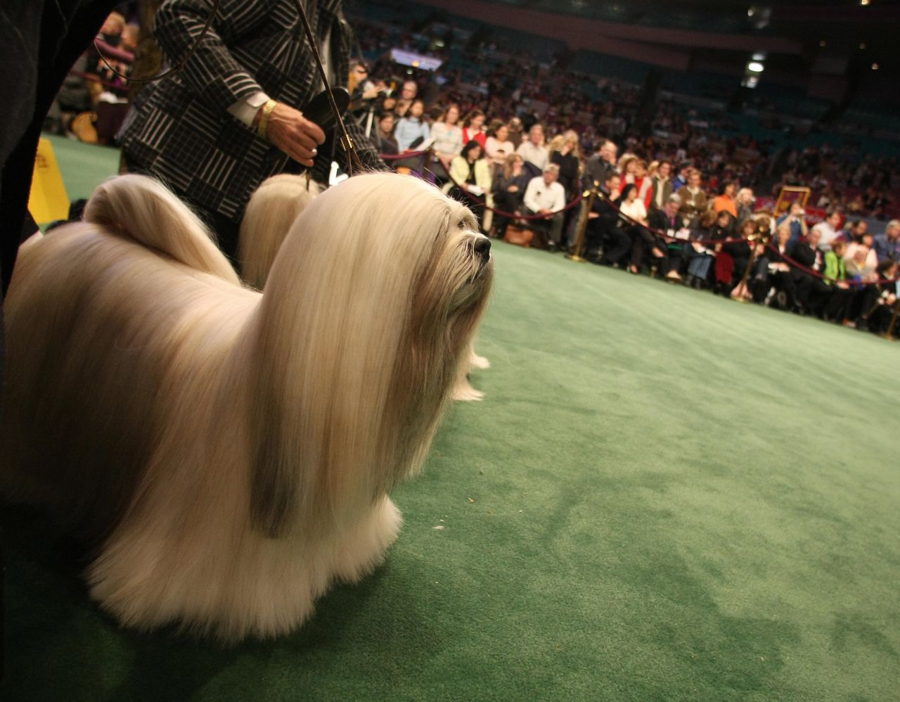 The <a href="http://www.westminsterkennelclub.org/breedinformation/non-sporting/lhasaaps.html" target="_blank" target="_blank">Tibetan Lhasa Apso</a> breed was developed by dalai lamas as guard dogs. These dogs have excellent hearing, which helped their masters protect temples.