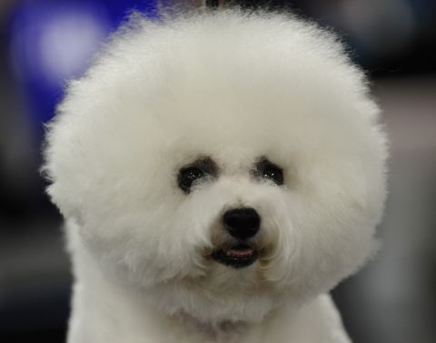 An old companion breed from the Mediterranean, <a href="http://www.westminsterkennelclub.org/breedinformation/non-sporting/bichonf.html" target="_blank" target="_blank">Bichon Frises</a>, developed a knack for inspiring painters. They often appear in Renaissance art.