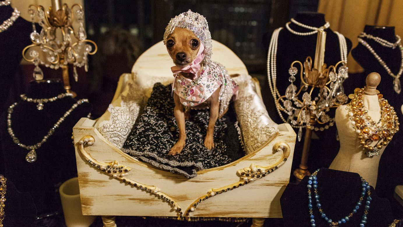 A dog shows off its jewelry at the New York Pet Fashion Show in New York City during Fashion Week 2013 Fall/Winter Collections on Friday, February 8.