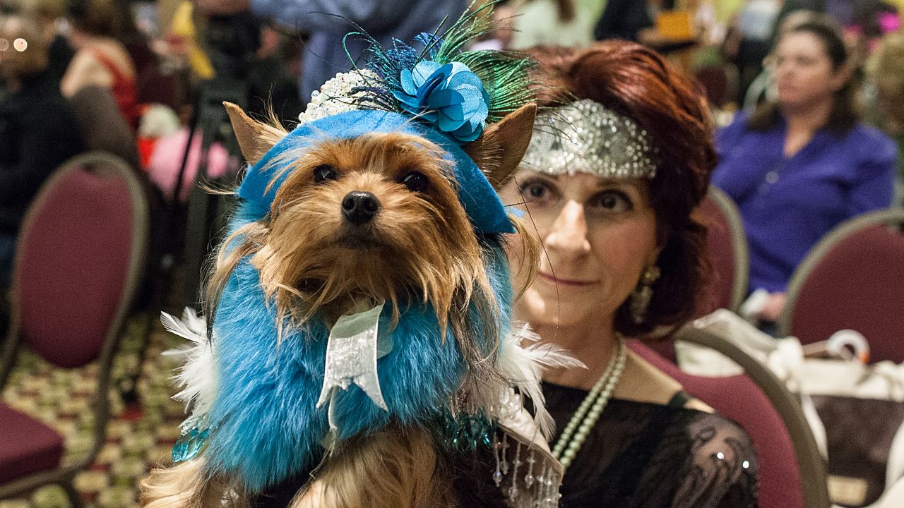 A dog waits with its master at the New York Pet Fashion Show.