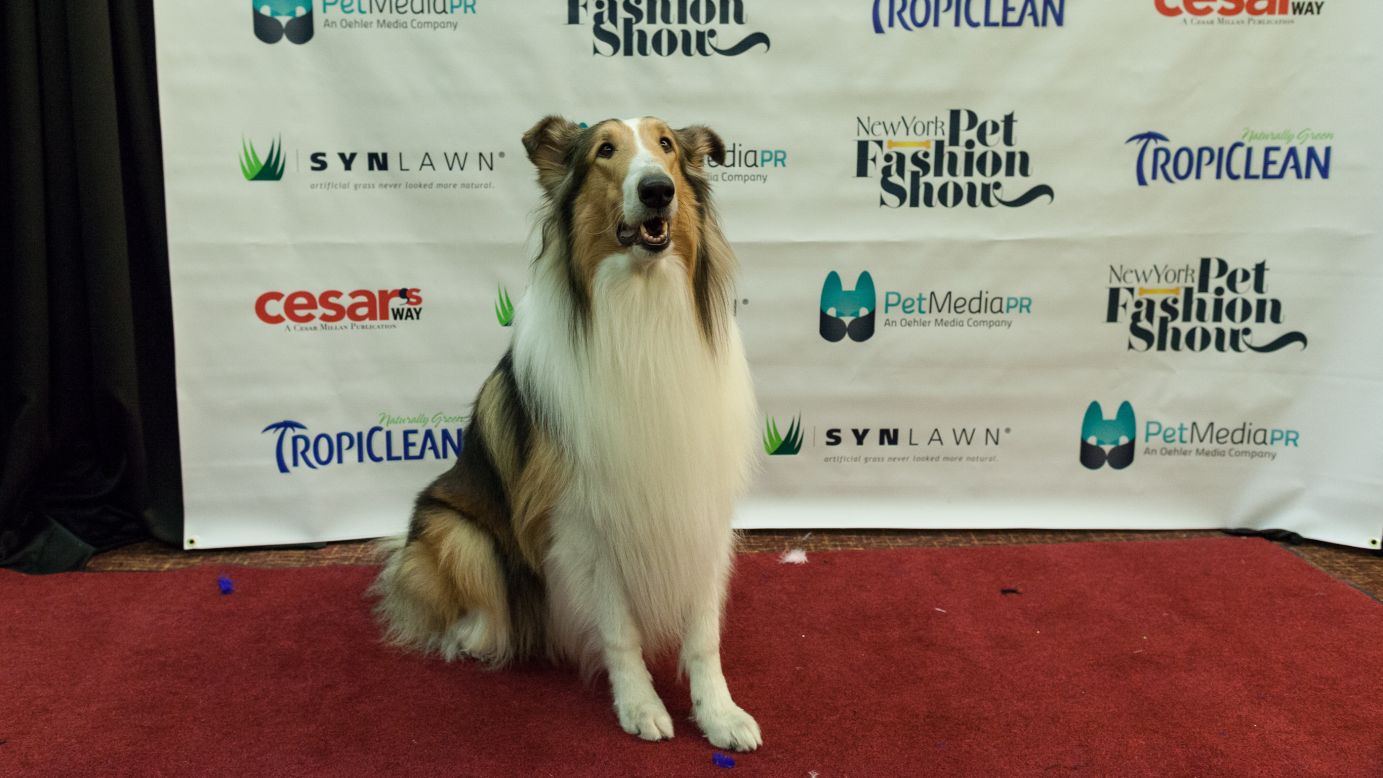A collie strikes a pose. The dog was on the runway in commemoration of the 75th anniversary of "Lassie."