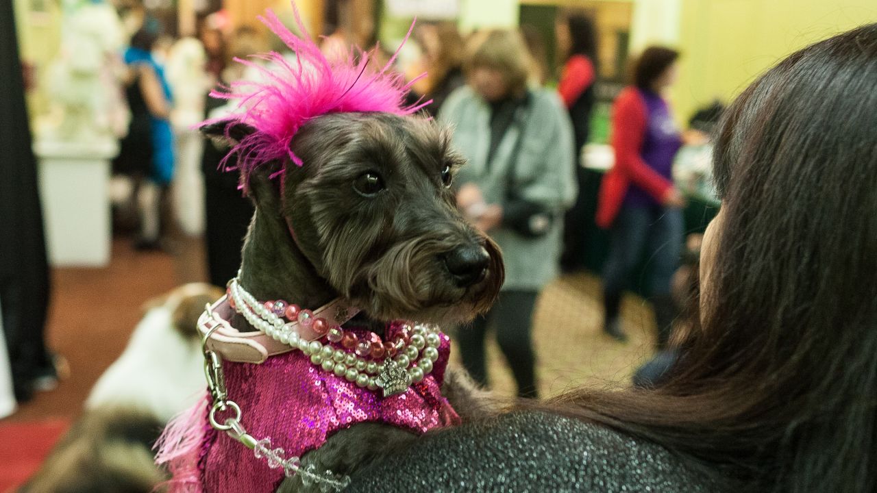 A dog inspects the room at the New York Pet Fashion Show.