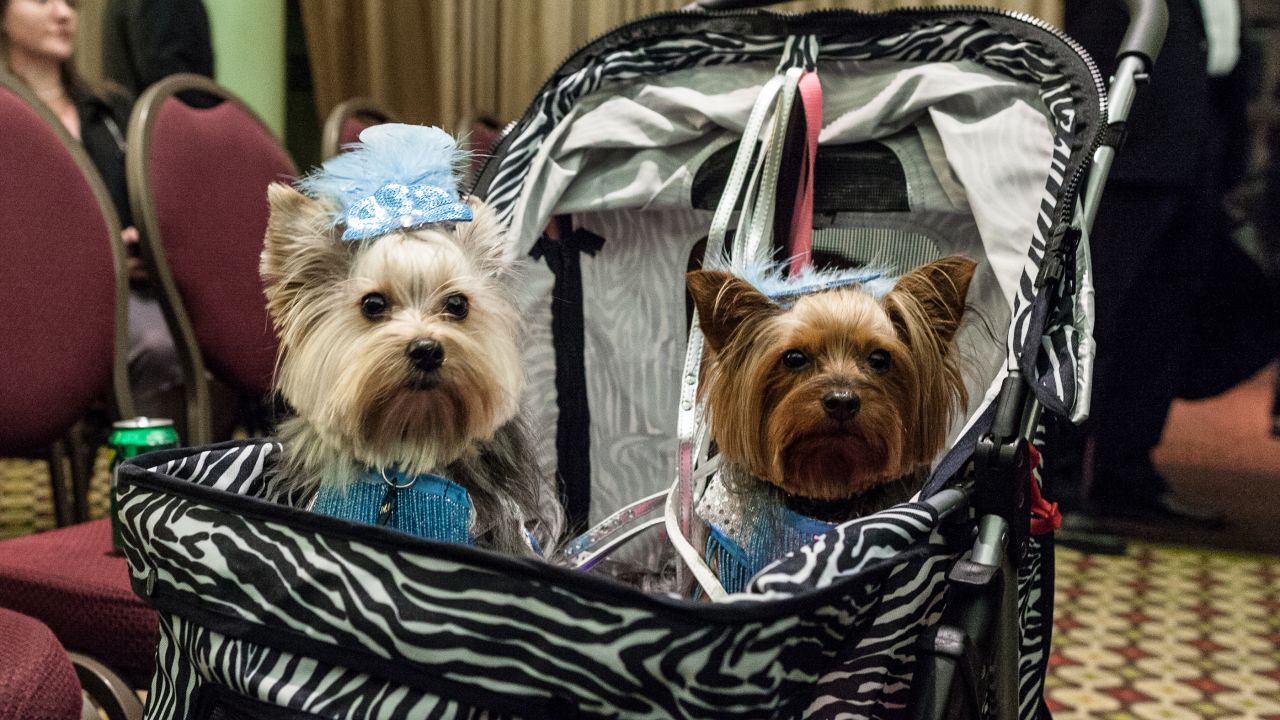 Two New York Pet Fashion Show dogs wait to walk the catwalk.