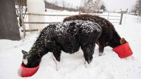 A pair of cows feed in the snow at Eden Pond Farm in Leyden, Massachusetts.