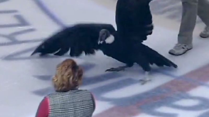 Hockey mascot breaks loose, flees rink CNN