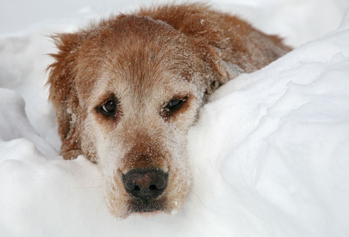 After a massive blizzard hit the northeast,<a href="http://ireport.cnn.com/docs/DOC-924263"> photographer Mia Orsatti</a> says she spent the next day photographing her neighbors and their pets digging out of more than 30 inches of snow in Hamden, Connecticut. 