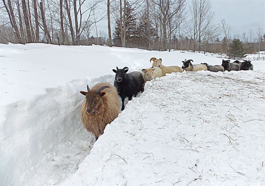 When the blizzard receded in Limerick, Maine, Douglas Corrigan went out to check on his <a href="http://ireport.cnn.com/docs/DOC-924591">flock of Icelandic sheep</a>. He says they seemed perplexed when he found them in their barn, surrounded by three feet of snow. He spent hours clearing a path for them so they could get some exercise.