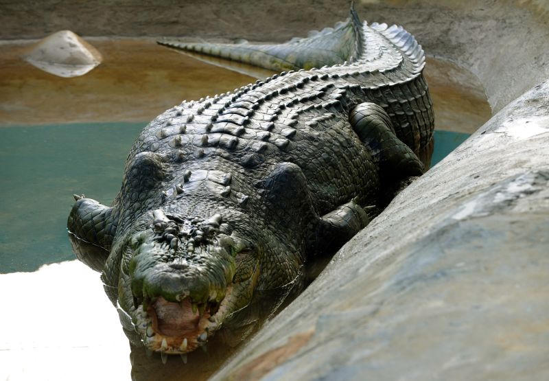 Lolong world s largest captive crocodile dies in Philippines CNN