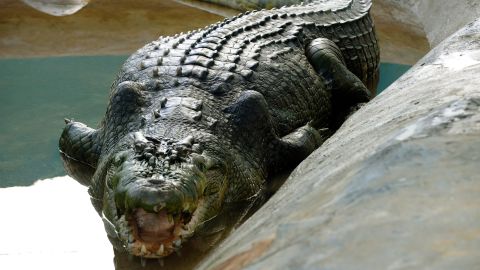 (File) Lolong is seen here in a caged pen in the southern Philippine town of Bunawan on September 21, 2011.