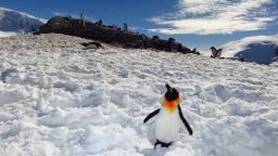 Don't panic, swimsuit lovers. Stuffed penguin Hopper is only a cover model in a Sports Illustrated editor's personal pictures of Antarctica. Click on to see a few of the human stars of the show. 