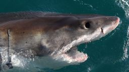 This Great White Shark in South Africa is a deadly beast, but humans pose more risk to it than it does to humans. 