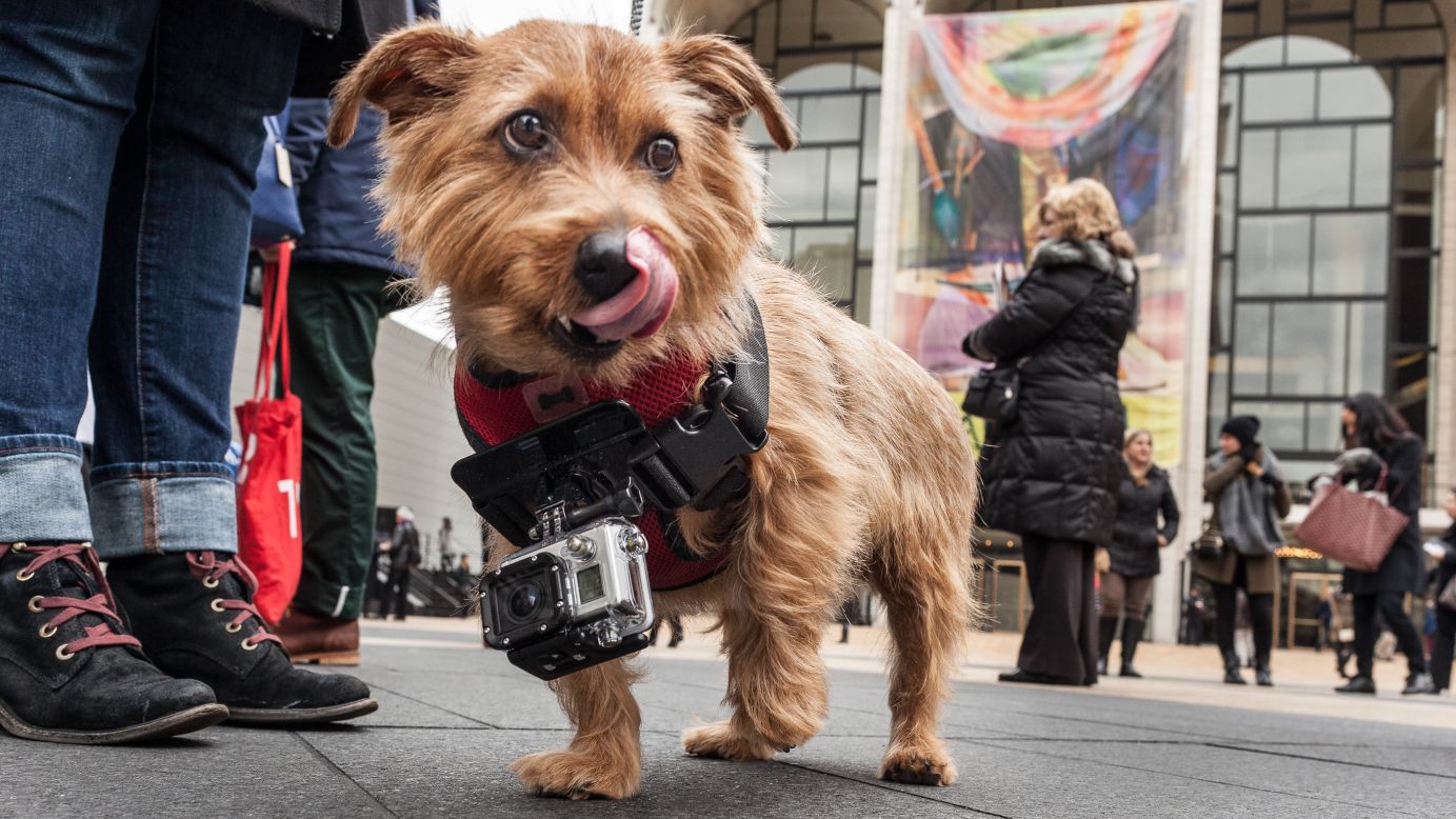 Rudy the dog walks around Fashion Week videotaping shoes for a fashion beauty website on February 12.