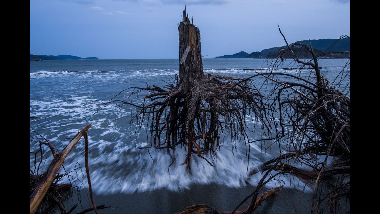 <strong>Third prize -- general news stories:</strong><br />Pine trees uprooted during the 2011 tsunami lie on the beach in Rikuzentakata, Japan, on March 7, 2012.