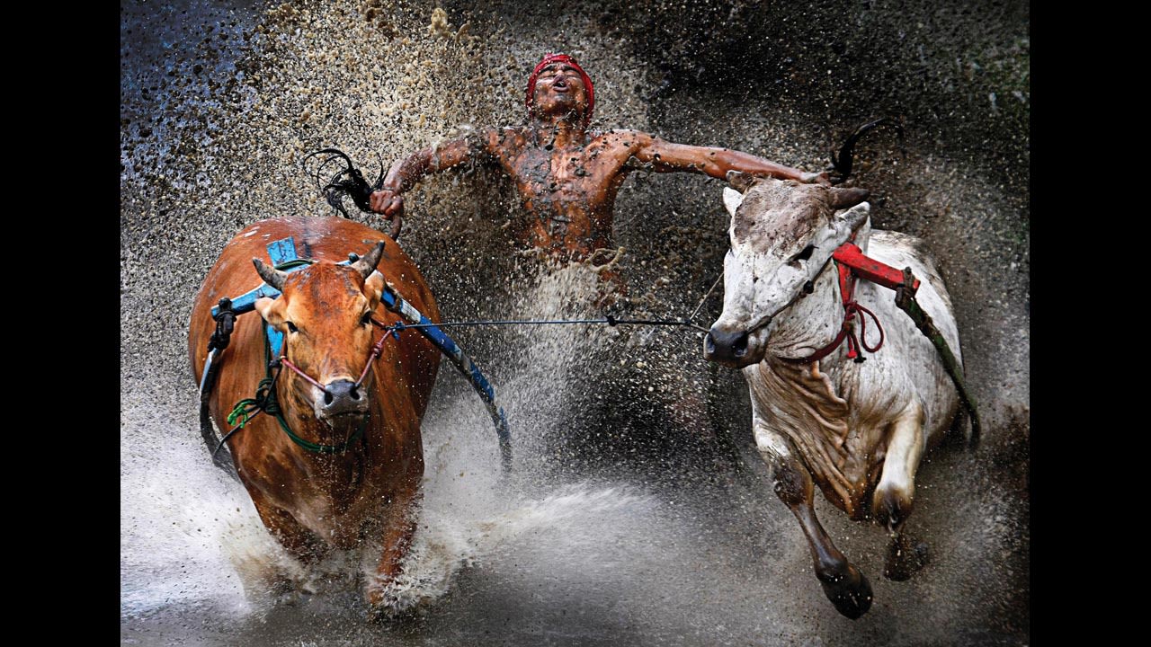 <strong>First prize sports -- sports action single: </strong>An Indonesian jockey, his feet in a harness strapped to bulls and clutching their tails, appears joyous at the end of a dangerous run across rice fields as part of the Pacu Jawi bull race on February 12, 2012,  in West Sumatra. The bull race is a popular competition between villages at the end of harvest season. 
