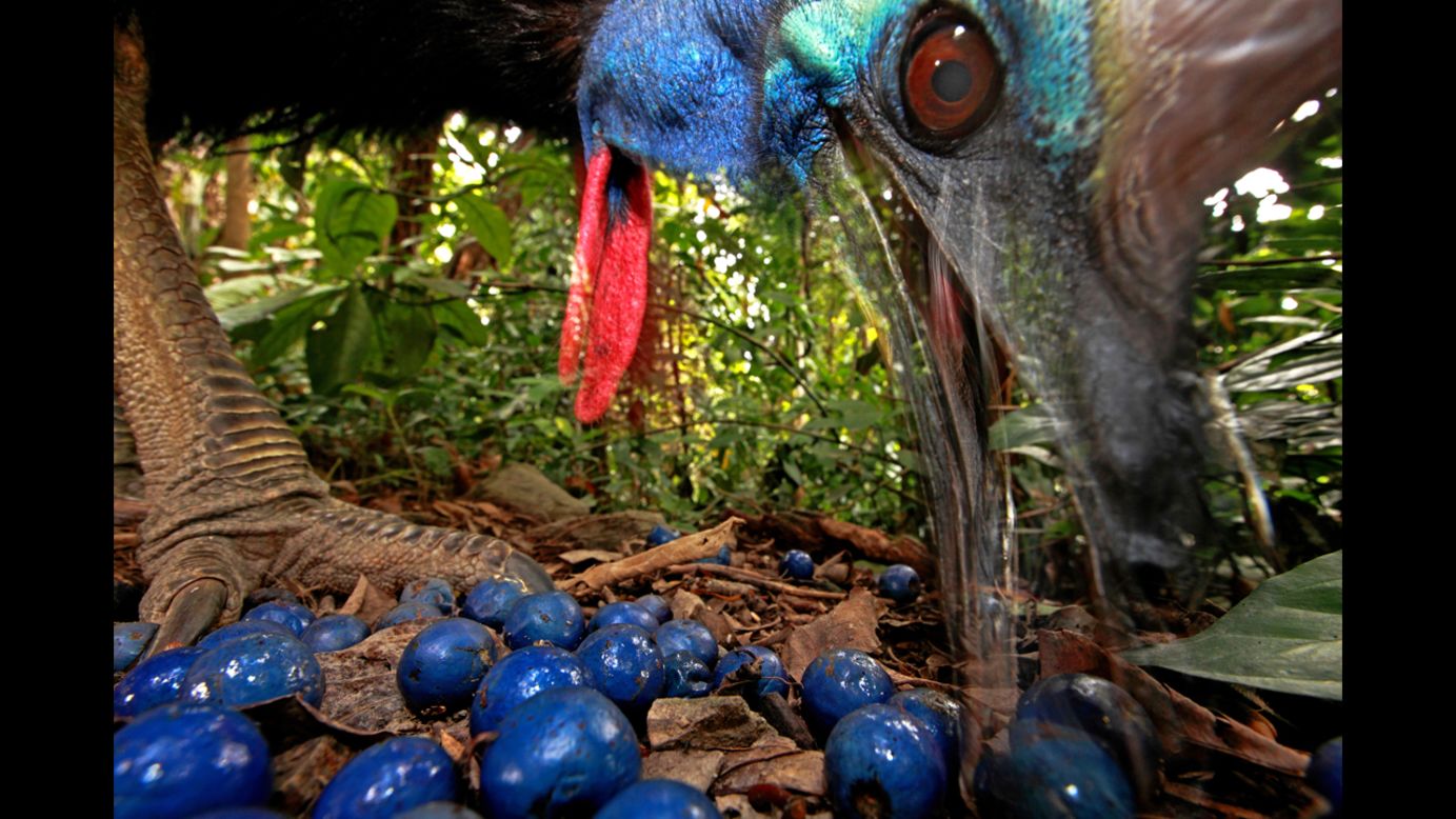 <strong>First prize -- nature single:</strong> Australia's endangered Southern Cassowary eats fruit from a Blue Quandong tree on November 16, 2012. 