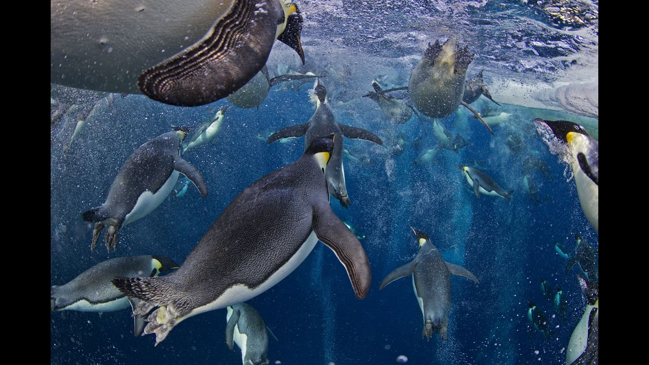 <strong>First prize -- nature stories: </strong>Emperor penguins swim in Antarctica's Ross Sea on November 18, 2011. 