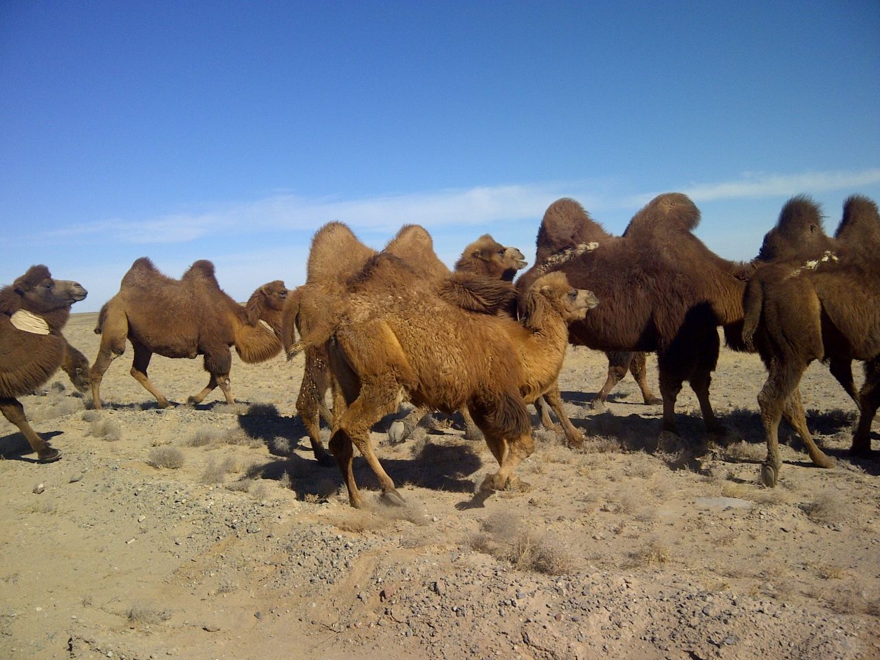 Batchuluun Amrita fotografió a los camellos en la provincia Umnugobi de Mongolia, en el Desierto Gobi. 