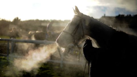 (File photo) A horse breathes heavily after finishing a race on February 10, 2013 in Exeter, England.