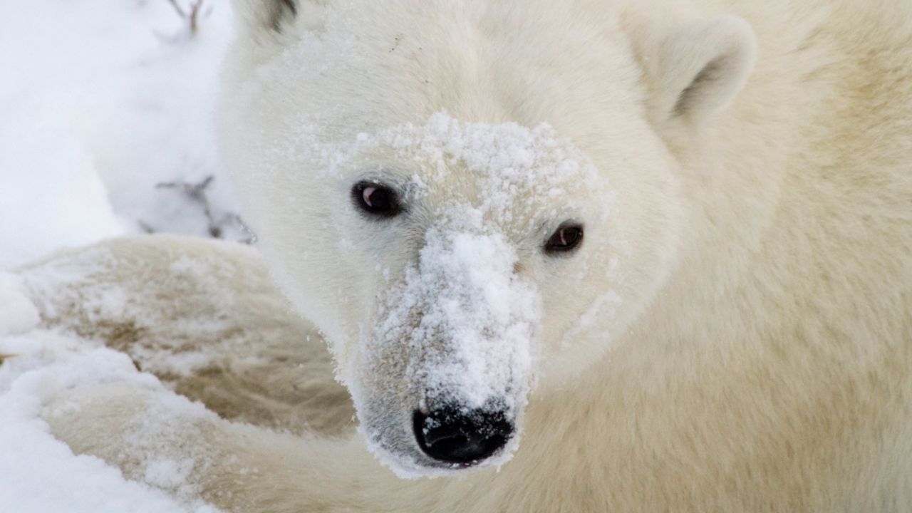 A polar bear searches the snow for food.  It has been several months since it has eaten.